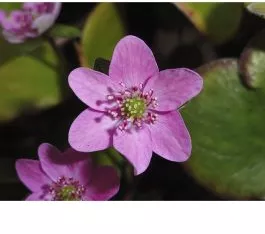 Lyserød anemone (samme slags som Kaj Munks Blå Anemone), (Hepatica nobilis 'Pink Forest') fra 119,00