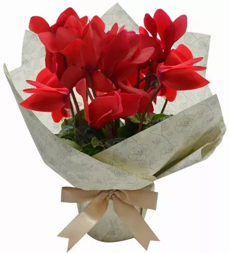 Mini Ciclame Vermelho Plantado | Giuliana Flores