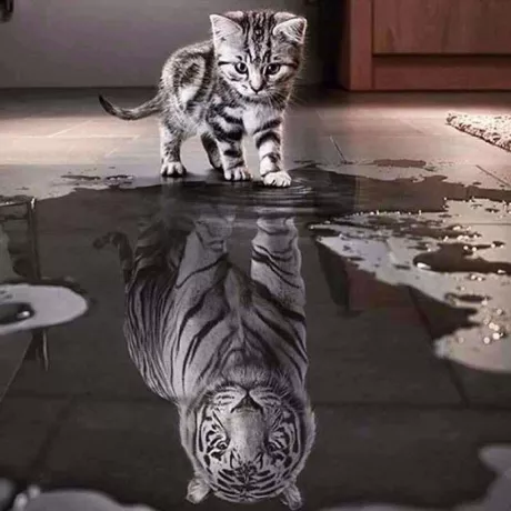 Tiger Spiegelbild Diamond Bild | Diamond Painting Welt