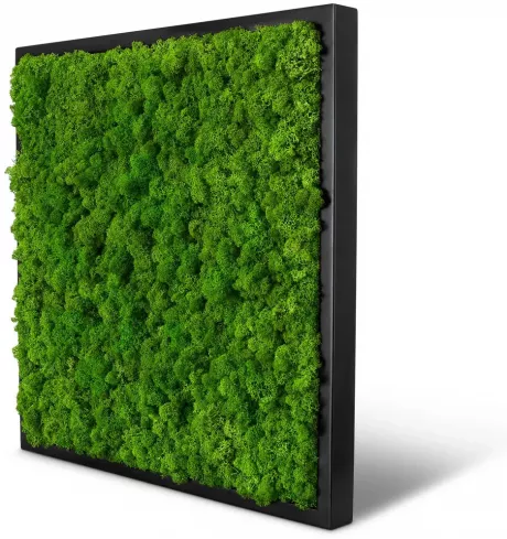 Moosbild Islandmoos 55 x 55 - Schwarz– Naturewalls®